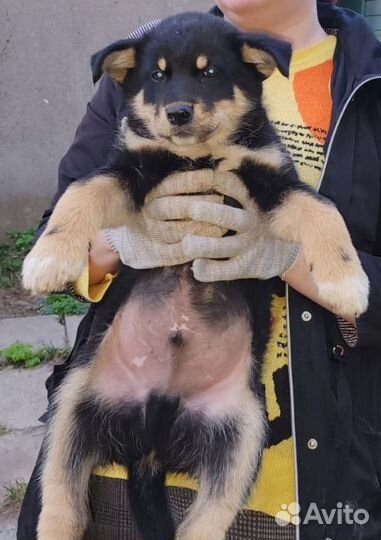 Щенок в добрые руки бесплатно