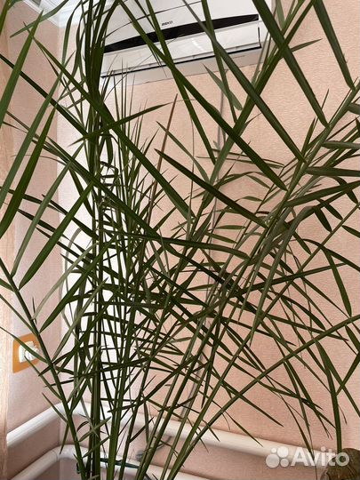 Финиковая пальма