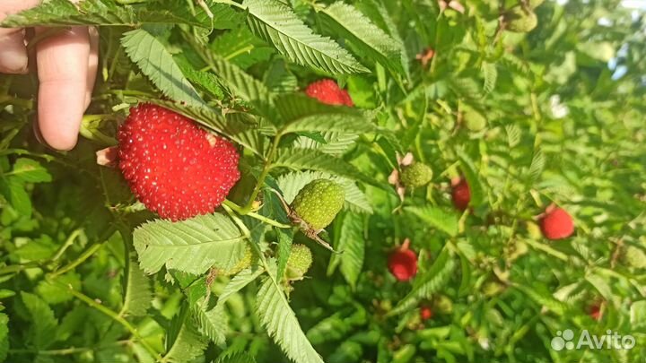 Малина Тибетская (Розолистная, Земляничная)