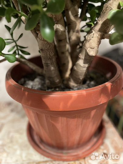 Толстянка, денежное дерево