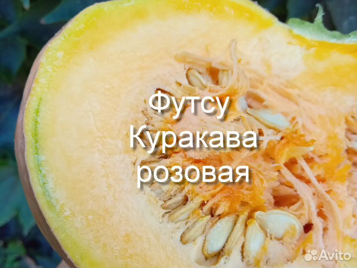 Тыква Футсу Курокава черная и розовая