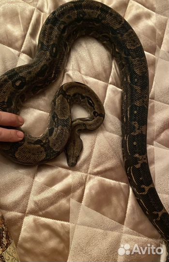 Императорский удав