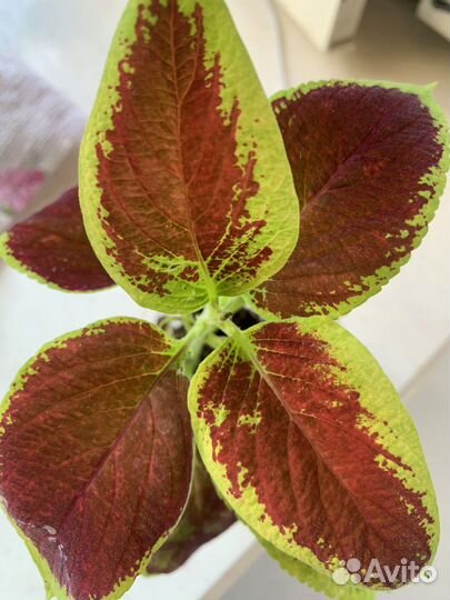 Колеусы, традисканция, бальзамин