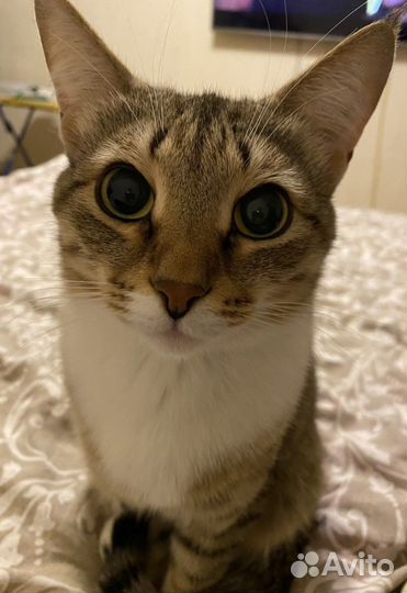 Кошка в добрые руки