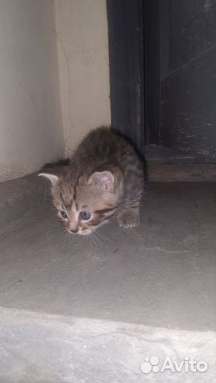 Коты бесплатно
