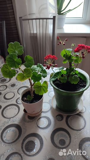 Пеларгония герань сортовая