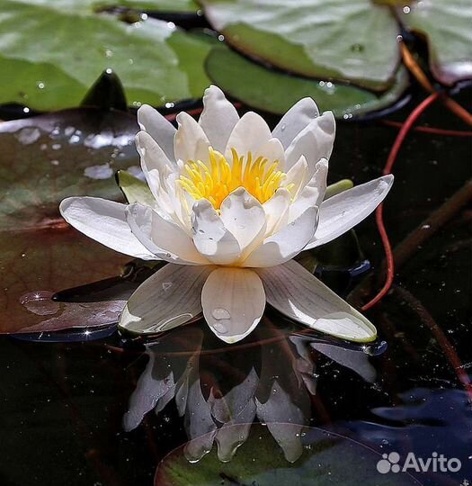 Водяная лилия