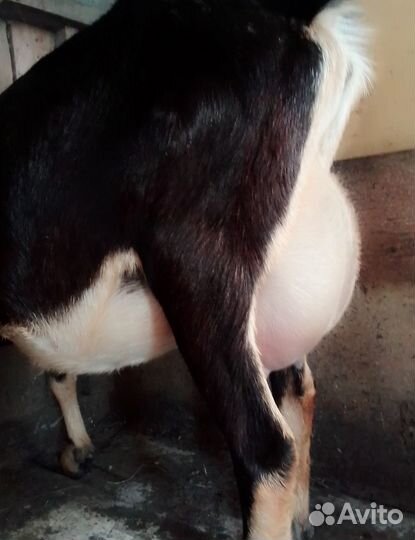 Коза второкотка. Ламанча