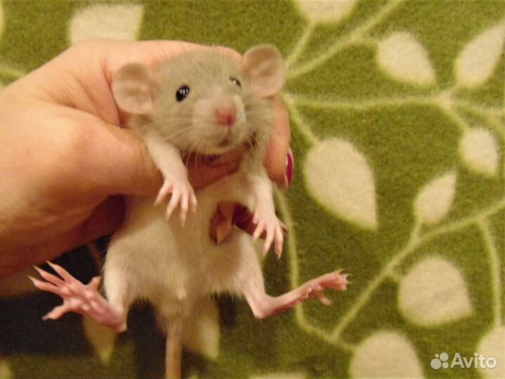 Крысы,крысята дамбо, стандарт - питомник. клетки