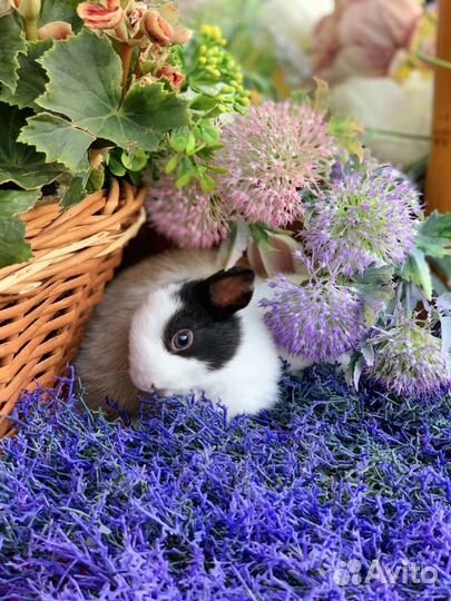 Кроликовые малыши