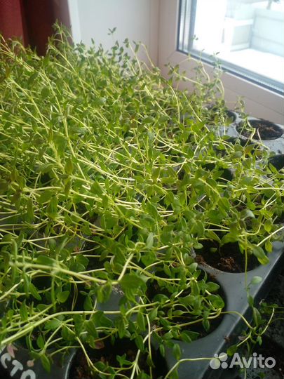 Тимьян(Чабрец)