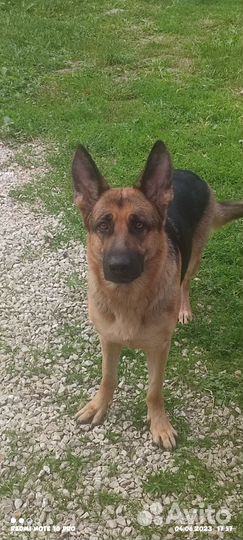 Немецкая овчарка