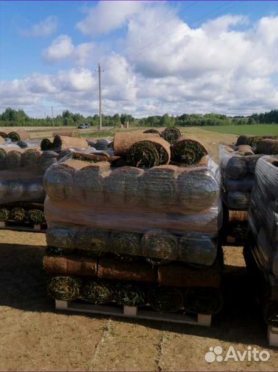 Рулонный газон