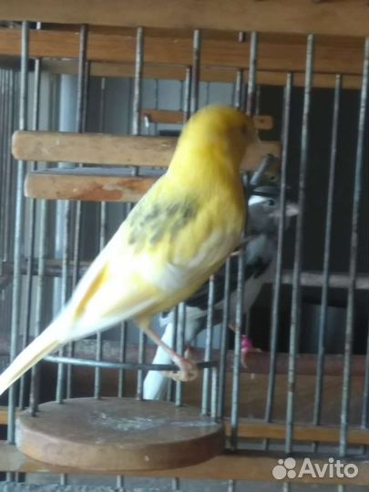 Самочки-канарейки