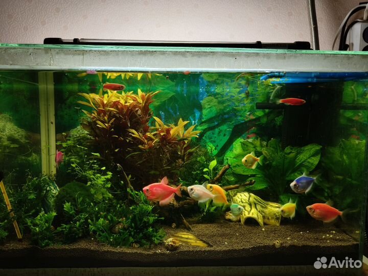 Аквариумные рыбки отдам бесплатно