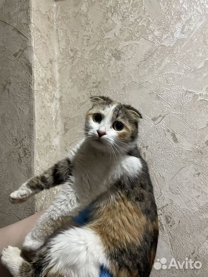 Метис шотладской кошечка Ася
