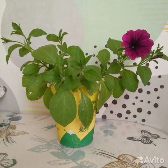 Продам петунии