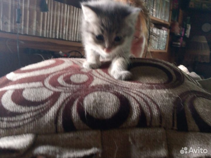 Отдам котят в добрые руки