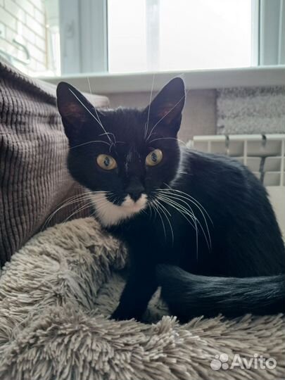 Котенок в добрые руки (девочка)