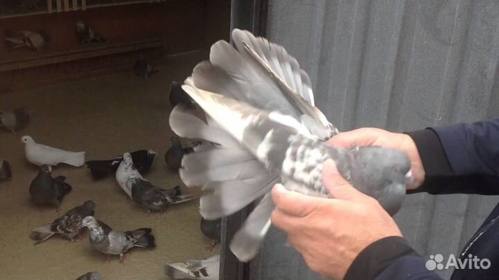 Голуби Николаевские