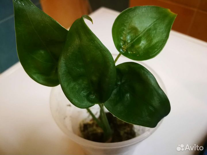 Алоказия кукулата