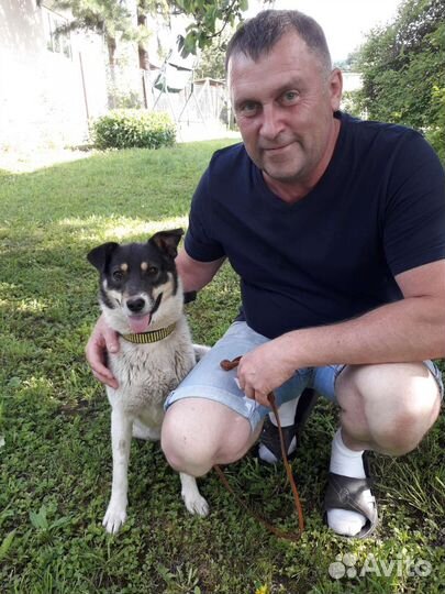 Будка для собаки