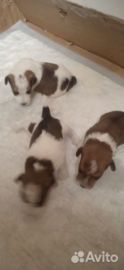 Щенки фокстерьера жесткошерстного