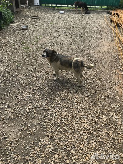 Собака девочка стерилизованная