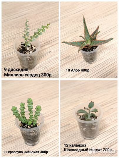 Суккуленты