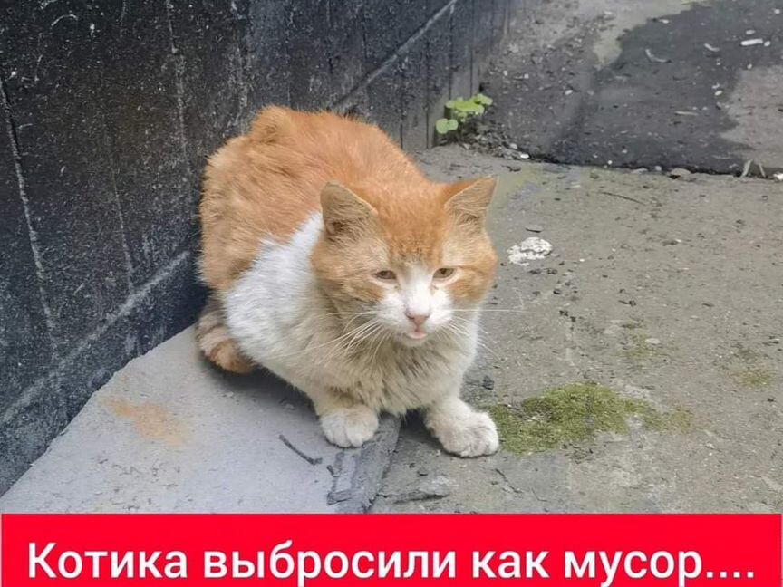 Котика выбросили как мусор.Погибает на улице