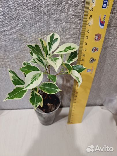 Фикус Гавайка