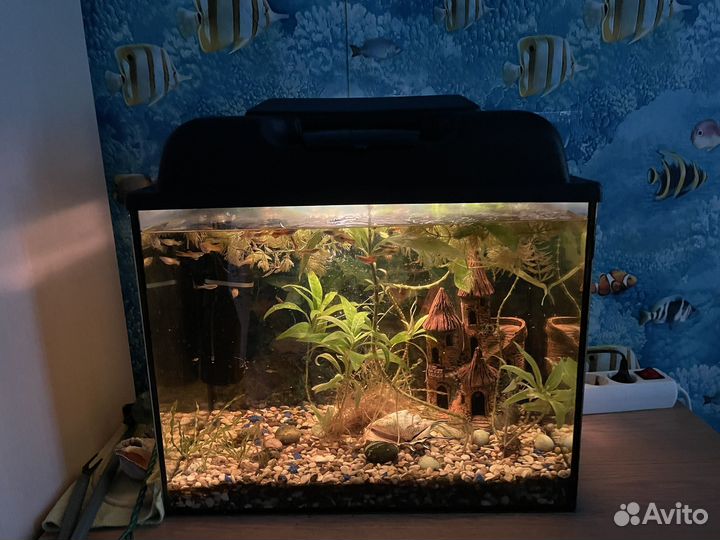 Аквариум с рыбками