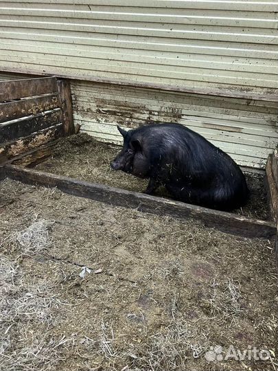 Кармалы взрослые