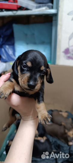 Собаки щенки таксы