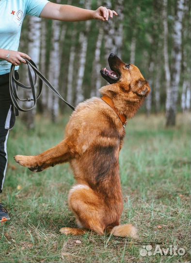 Кай в добрые руки