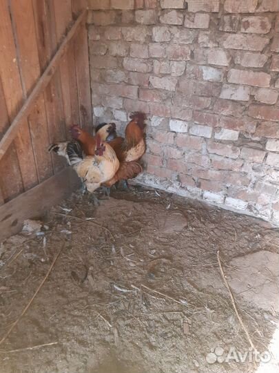 Петухи лакеданзи