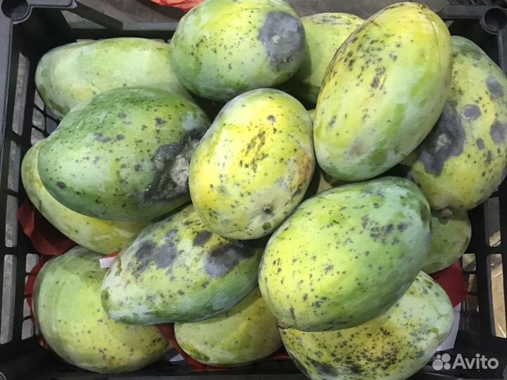 Манго Египет 2 сорт