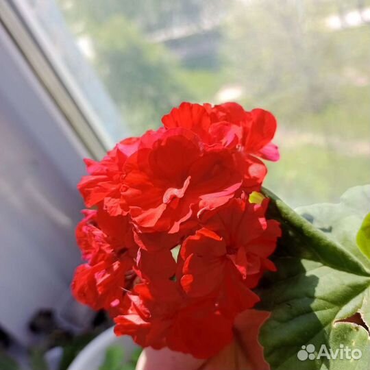 Пеларгония герань