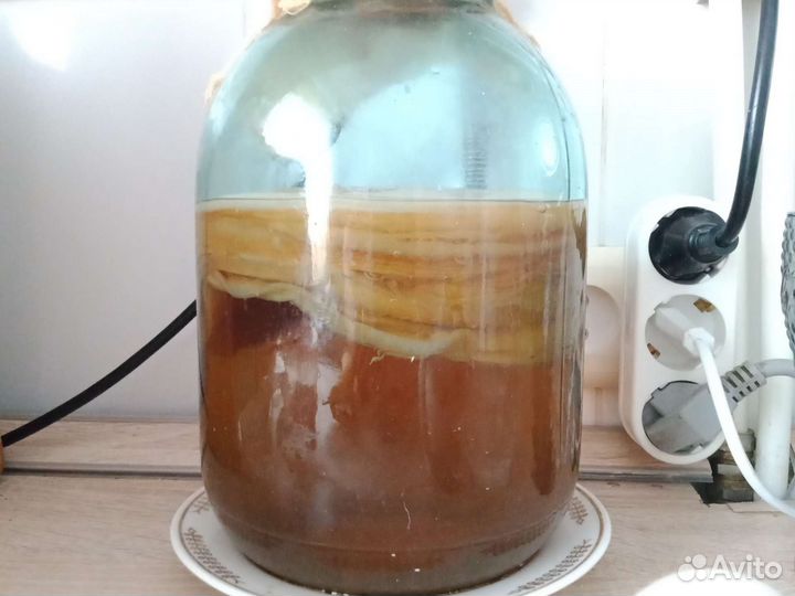 Чайный гриб