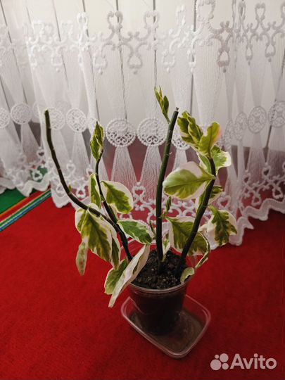 Педилантус