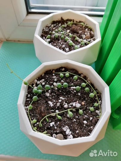 Крестовик роули