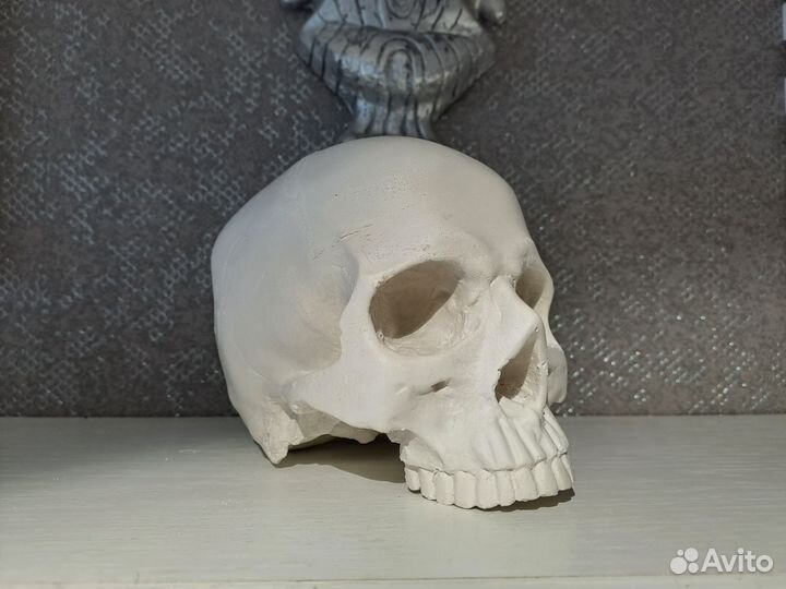 Череп гипсовый