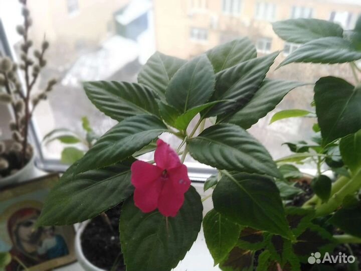 Молочай, традесканция