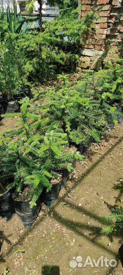 Пихта испанская