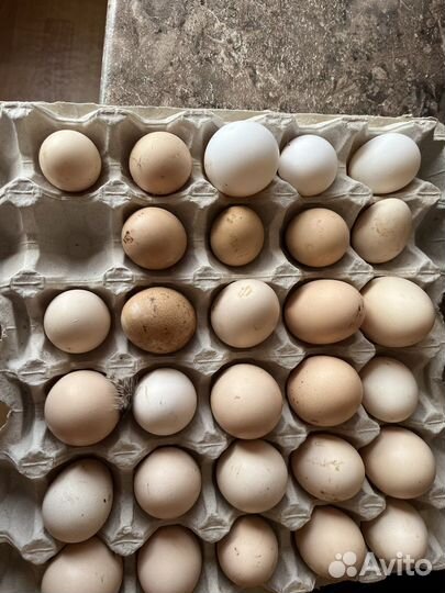Яйца инкубационные