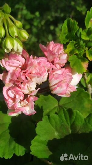 Пеларгония Apple blossom rosebud