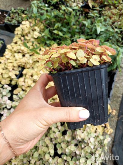 Каллизия разных сортов