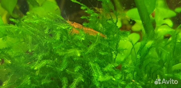 Аквариумные креветки