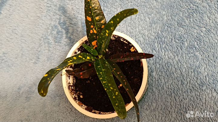 Комнатные цветы кротон