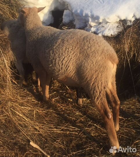 Катумские бараны